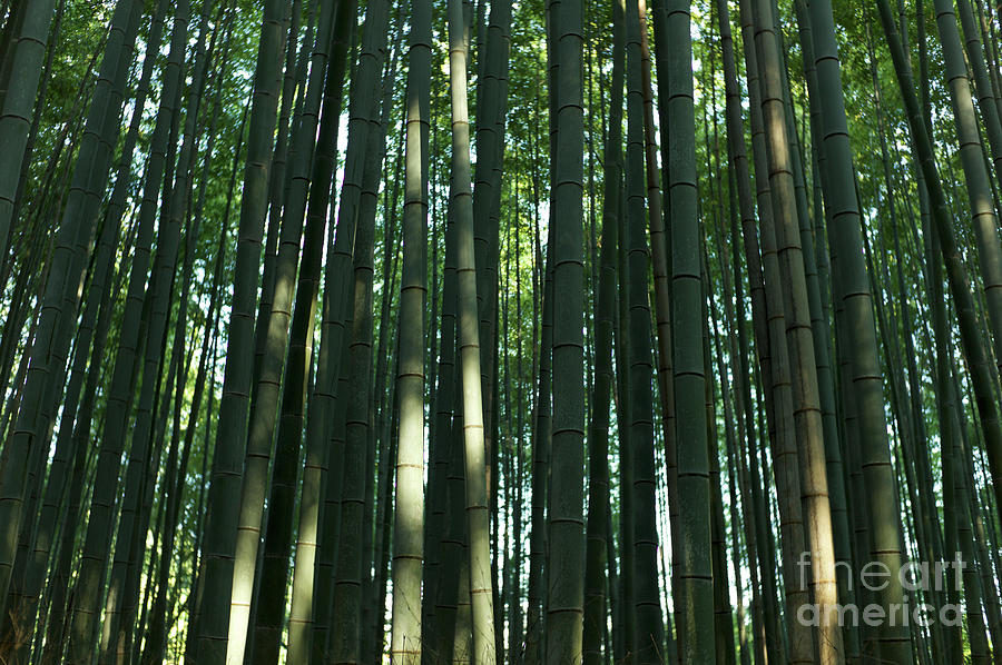 Bamboo Forest Grove Photograph