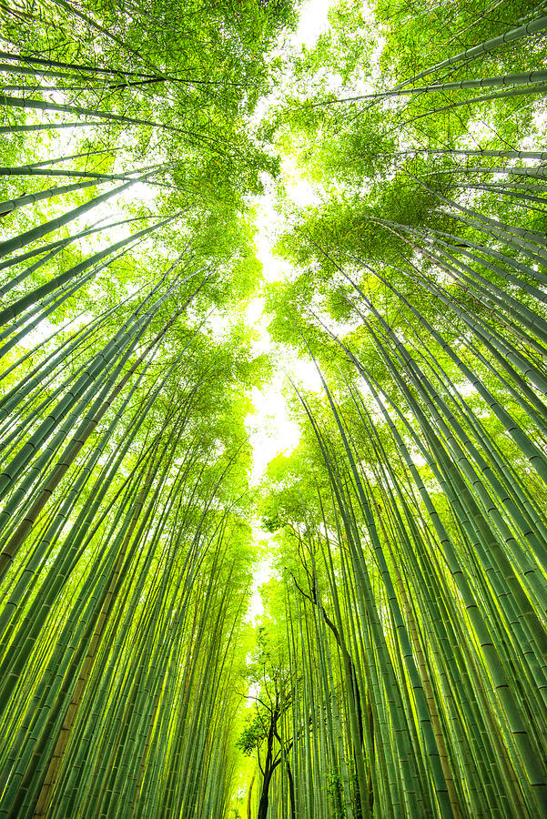 Bamboo Forest In Kyoto Japan Photograph by Franckreporter