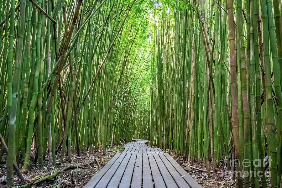 Bamboo Forest Photograph by Jennifer Ludlum
