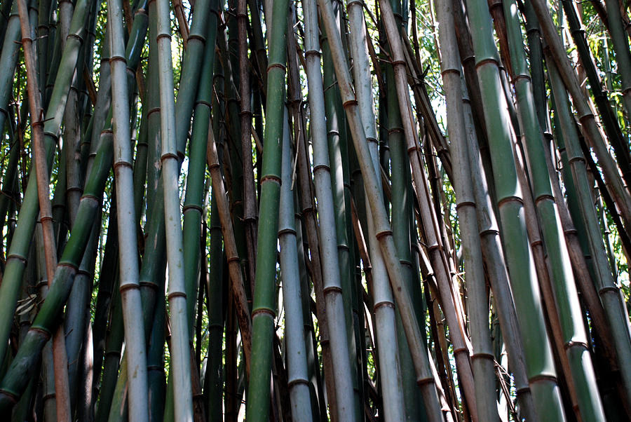 Bamboo Forest Photograph by Kenny Glover