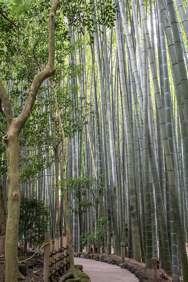 Bamboo forest Photograph by Kimberly Sworn - Pixels