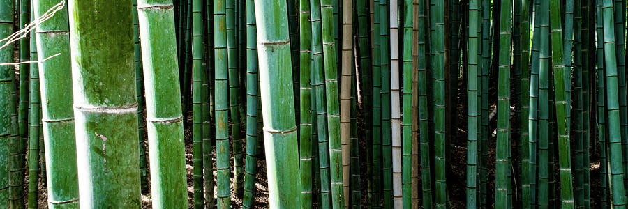 Bamboo Forest- Kyoto, Japan Photograph by Brian Anderson Bamboo Forest- Kyoto, Japan Photograph by Brian Anderson