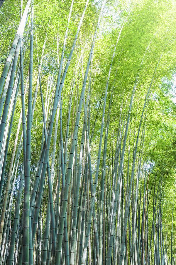 Bamboo Forest Kyoto Japan II Photograph