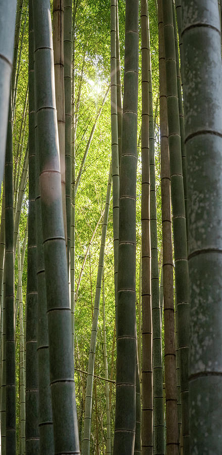 Bamboo Forest Kyoto Japan Photograph
