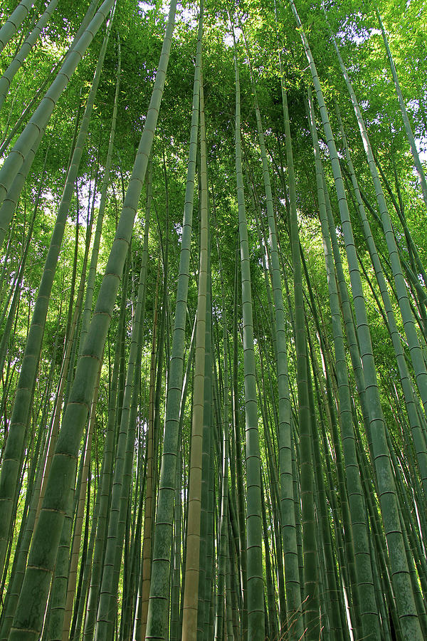 Bamboo Forest - Kyoto, Japan Photograph by Richard Krebs
