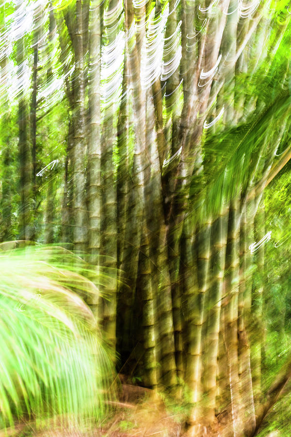Bamboo Forest Photograph
