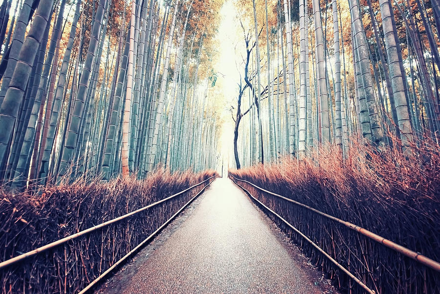 Bamboo Forest Photograph by Manjik Pictures