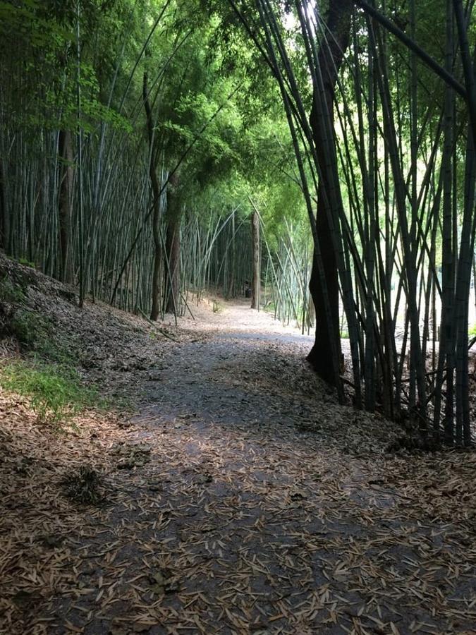 Bamboo Forest Photograph by Margaret Kelley - Fine Art America