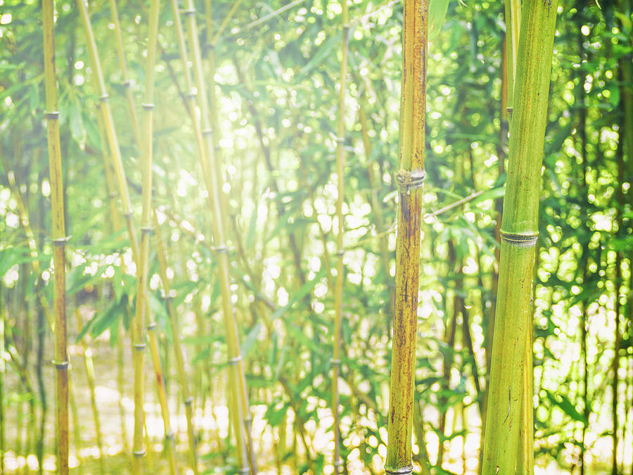 Bamboo Forest Photograph by Marianne Campolongo