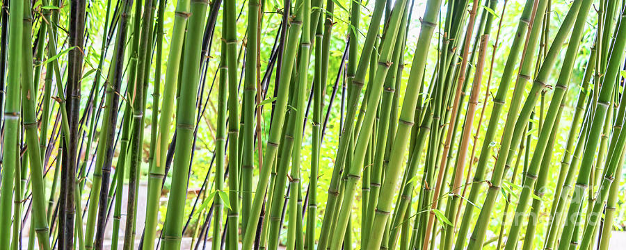 Bamboo forest panorama Photograph by Delphimages Photo Creations