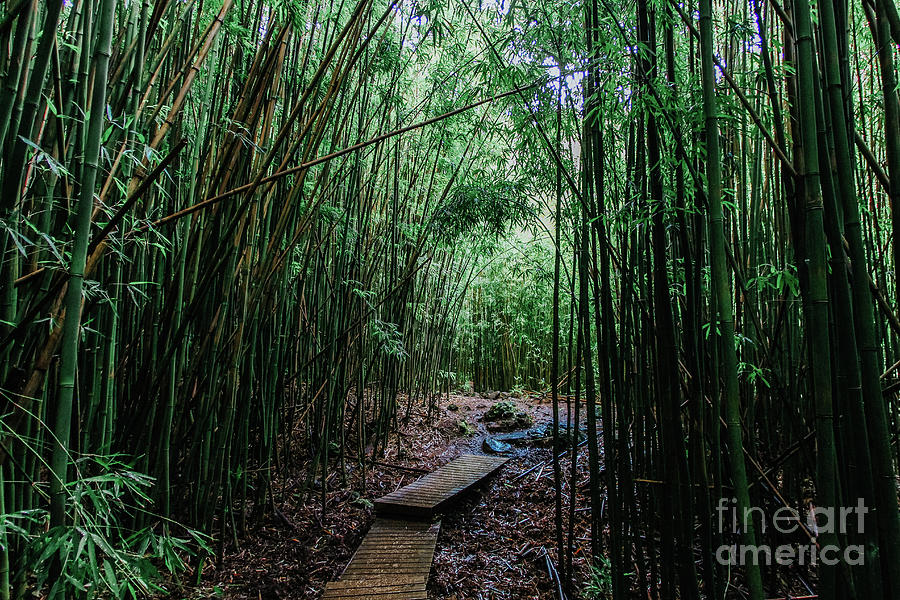 Bamboo Forest Pipiwai Trail Road To Hana Maui Hawaii Photograph By Alexa Mittman