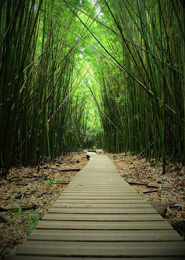 Bamboo Forest  Photograph by William Dougherty