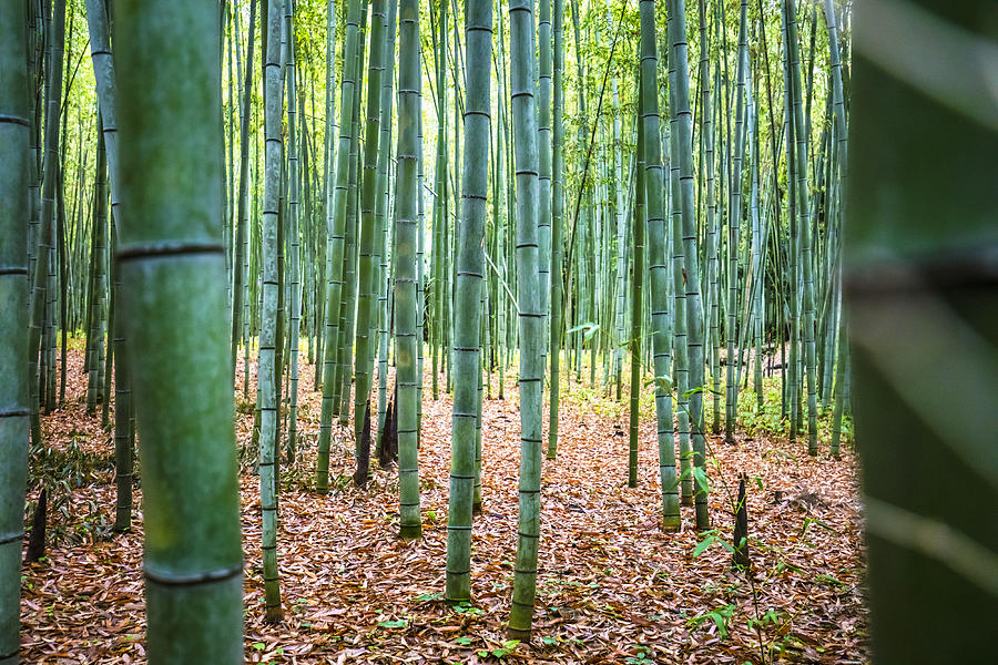 Bamboo Forest Photograph by Xavier Arnau