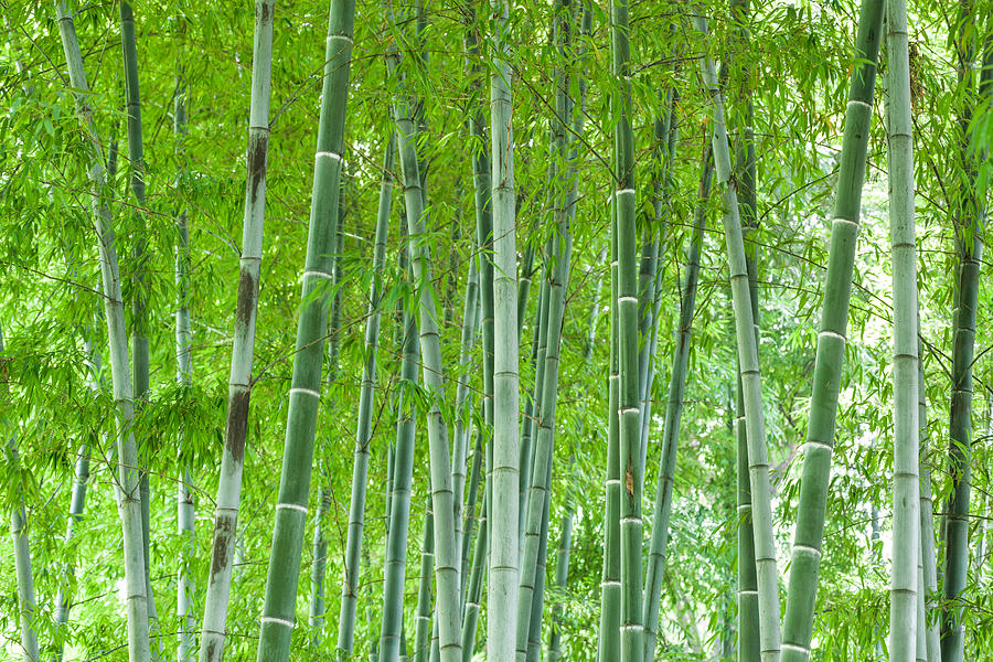 Bamboo forest Photograph by Xvision