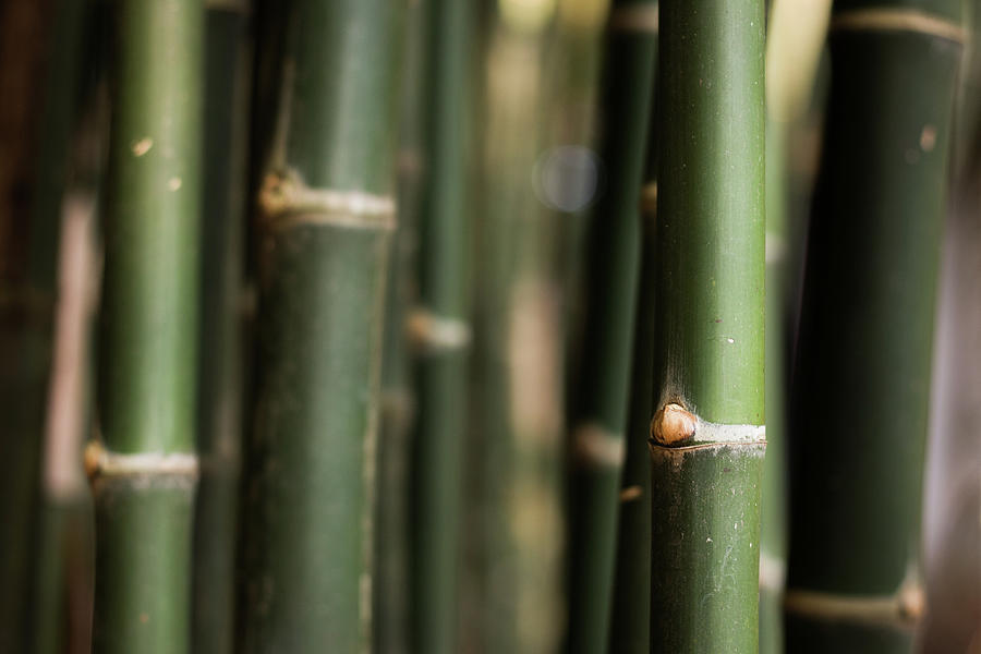 Bamboo green canes Photograph by Josu Ozkaritz