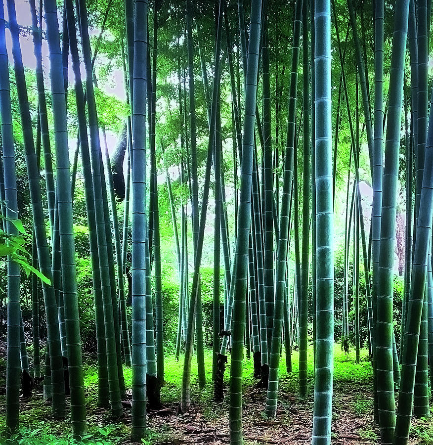 Bamboo grove Photograph by Bradley Morris