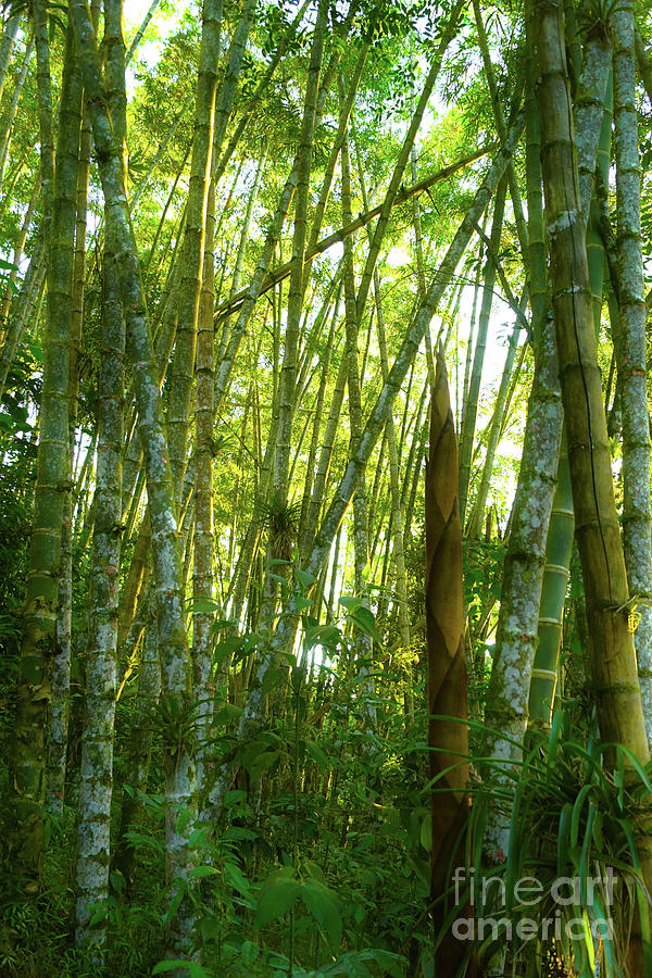 Bamboo Grove Photograph by Cassandra Buckley
