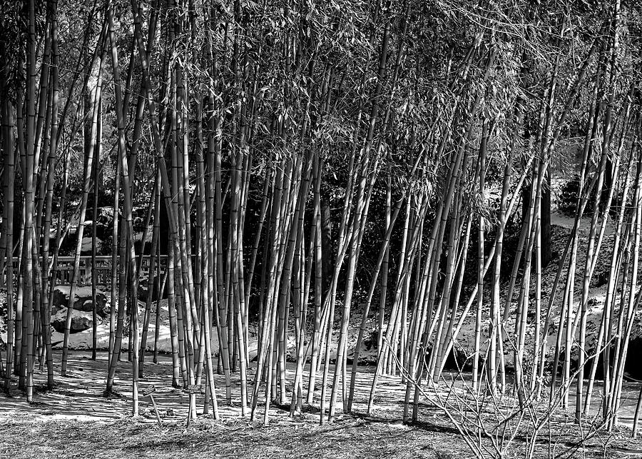 Bamboo Grove in Winter Photograph by Fon Denton