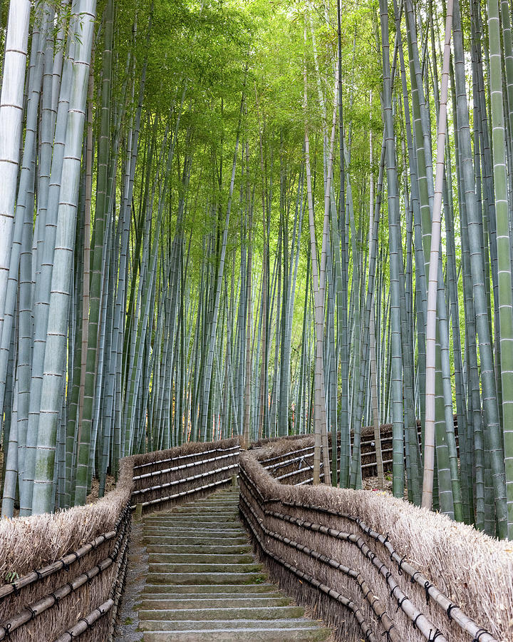 Bamboo Grove - Kyoto Photograph by Alex Mironyuk - Fine Art America