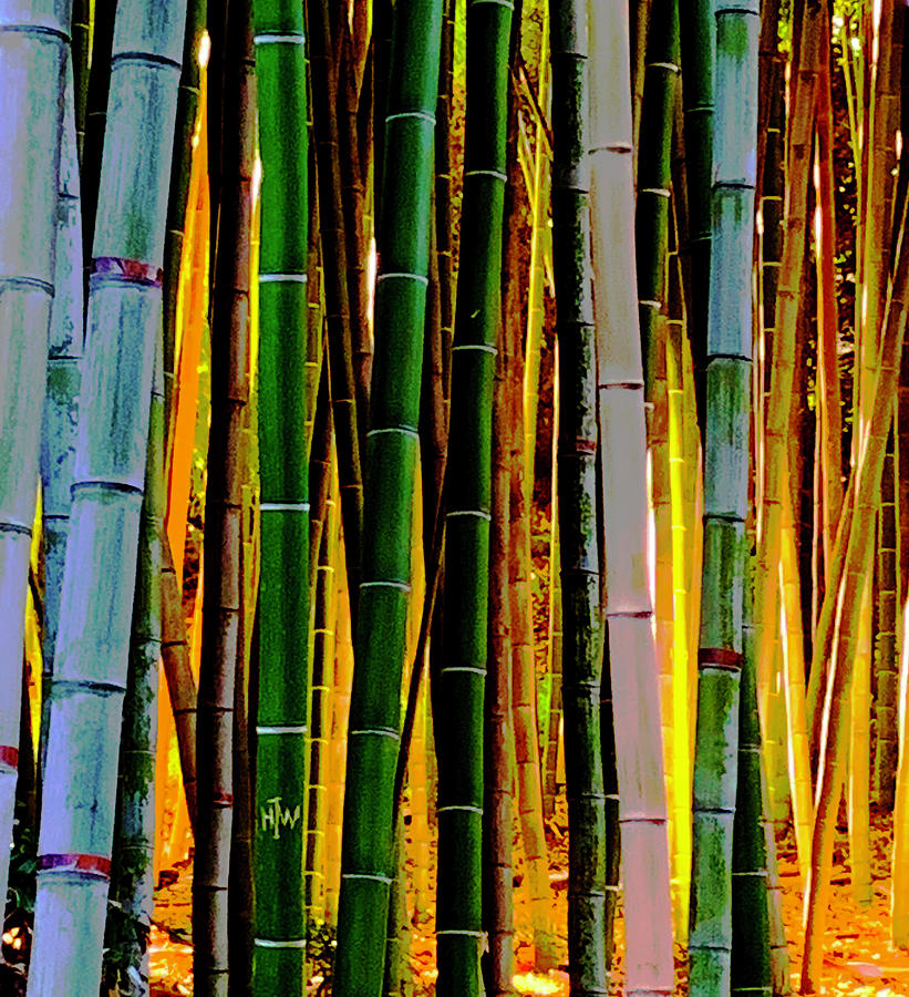 Bamboo Grove Photograph by Lorena Cassady