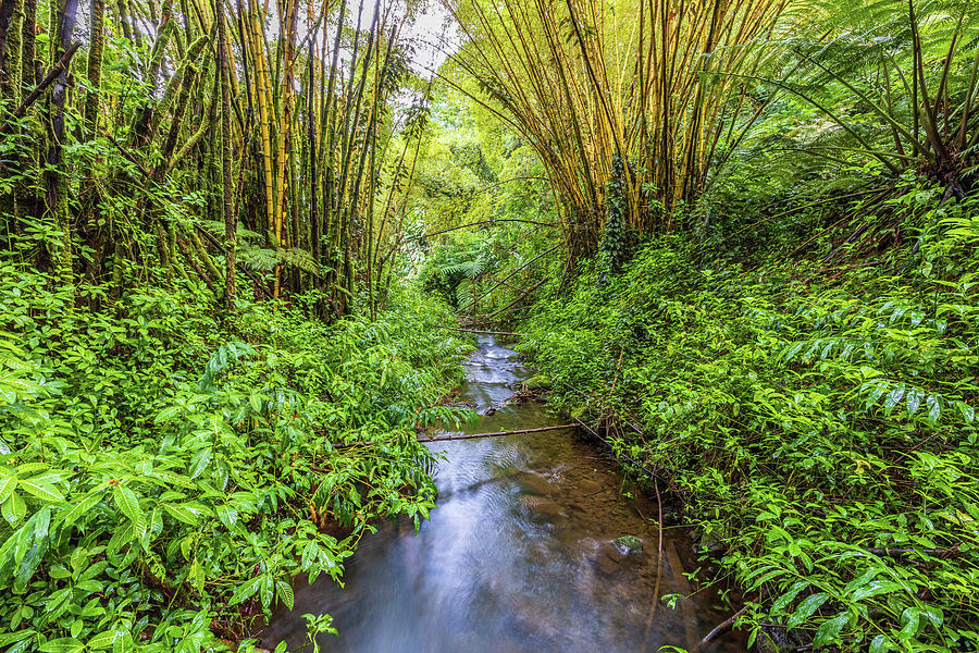 Bamboo Grove Photograph by Stefan Mazzola