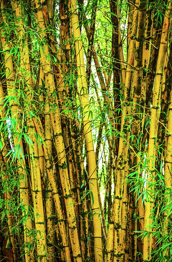Bamboo Hawaii Photograph by Gordon Sarti