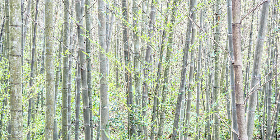 Bamboo High Key Photograph by Alexander Kunz