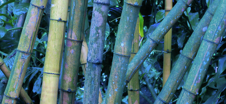 Bamboo I V Photograph by Doug Davidson