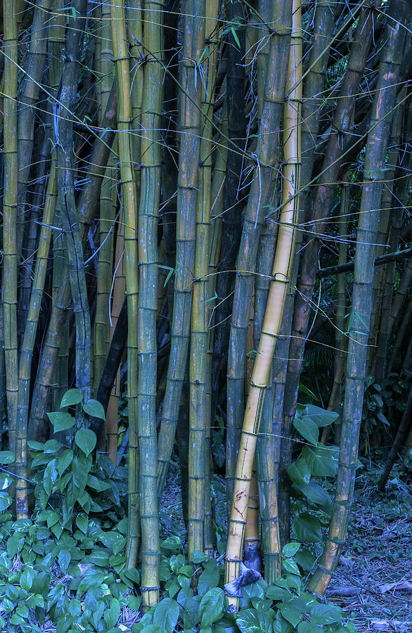 Bamboo II Photograph by Doug Davidson