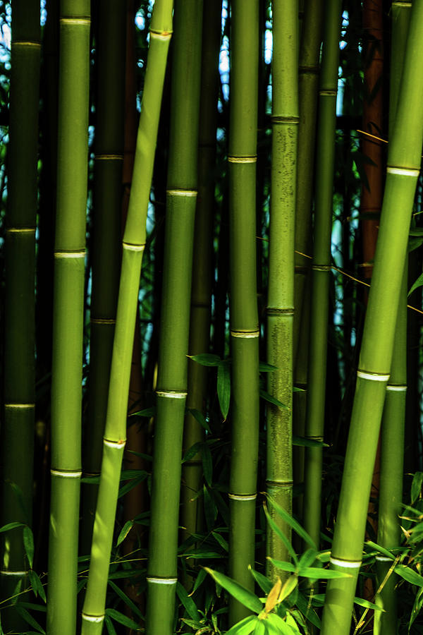 Bamboo II Photograph by Johnny Boyd