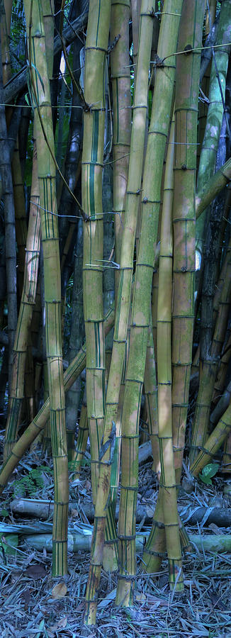 Bamboo III Photograph by Doug Davidson