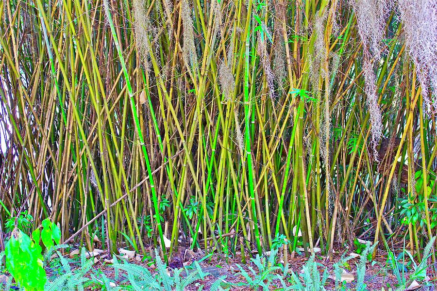Bamboo In Gainesville Photograph by Lorna Maza
