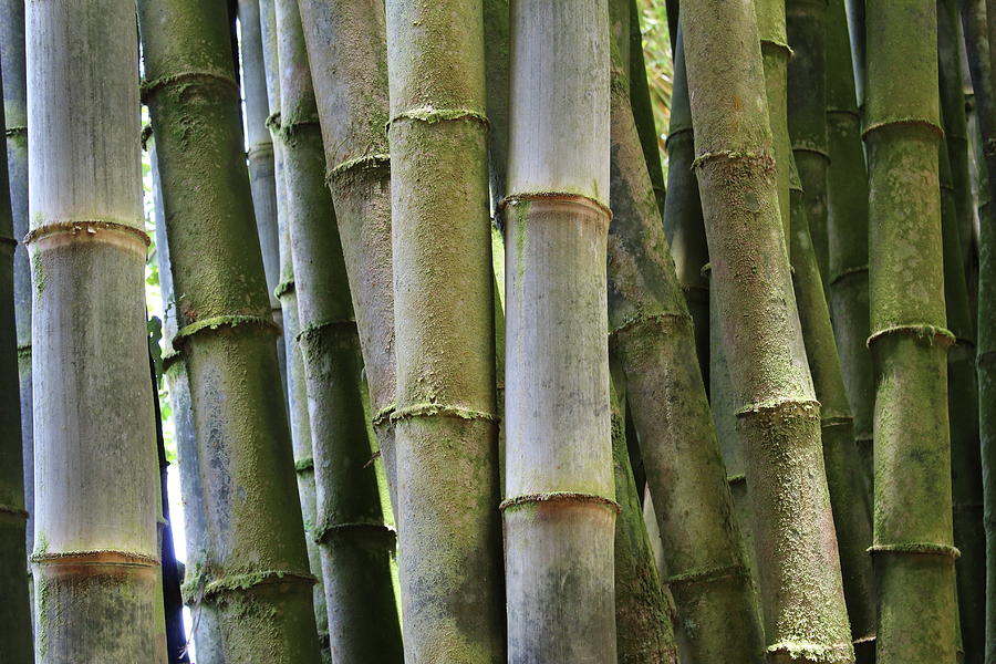 Hawaiian Bamboo Photograph by Jennifer Baldwin - Fine Art America