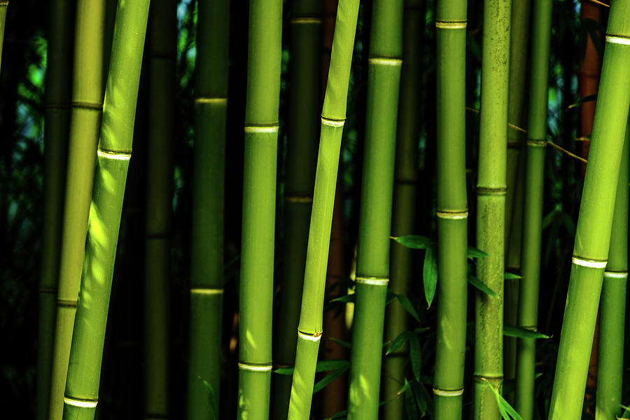 Bamboo Photograph by Johnny Boyd