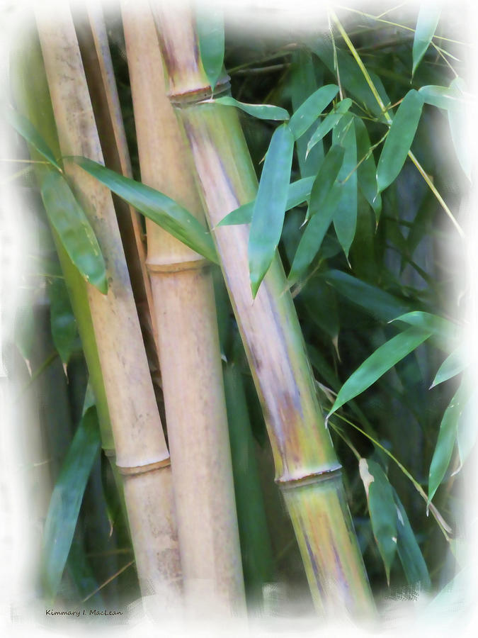 Bamboo Photograph by Kimmary I MacLean