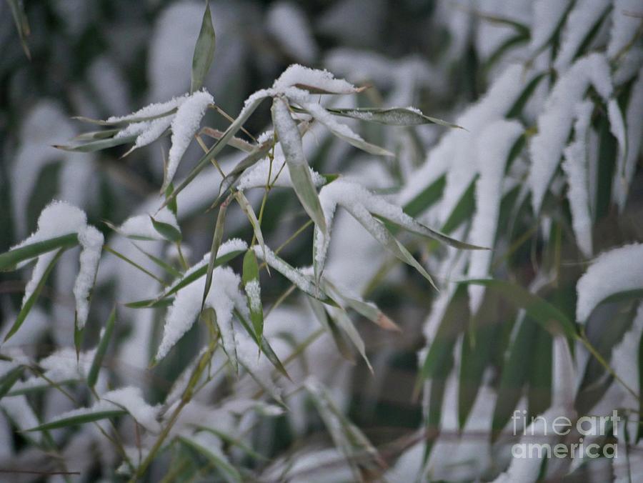Bamboo leaves covered with  snow Photograph by On da Raks