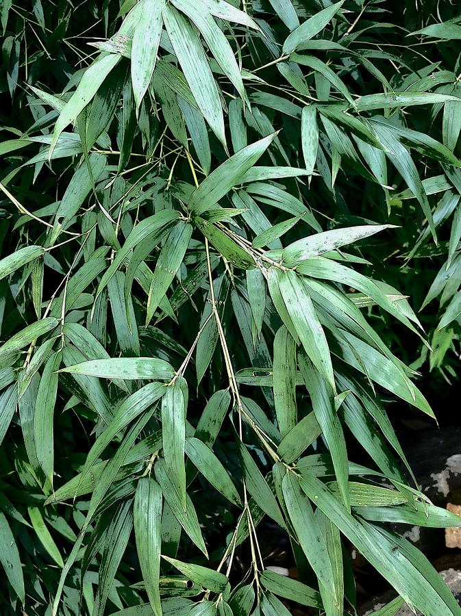 Bamboo Leaves Photograph by Loraine Yaffe