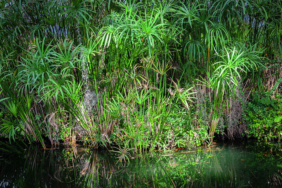 Bamboo Leaves Reflections Bok Tower X103 Photograph by Rich Franco