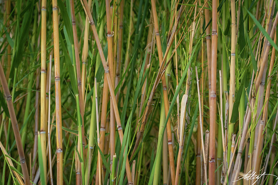 Bamboo Photograph by Meg Leaf