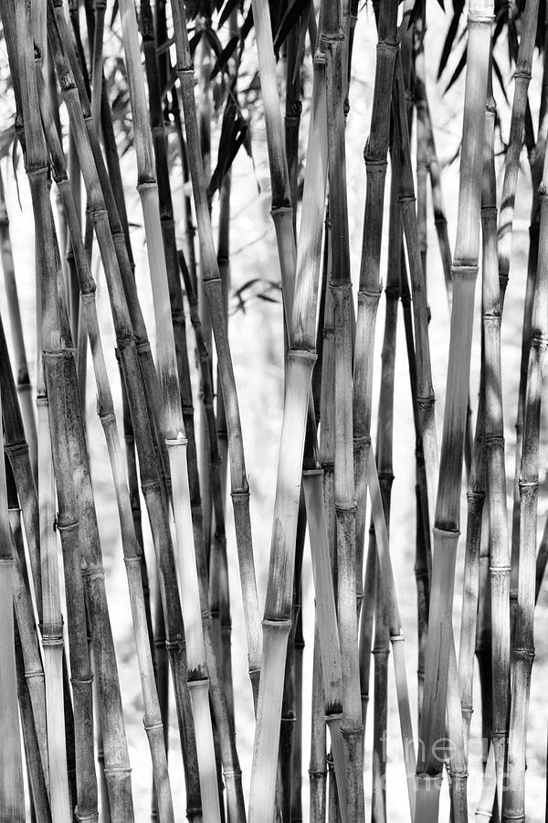 Bamboo Monochrome Photograph by Tim Gainey