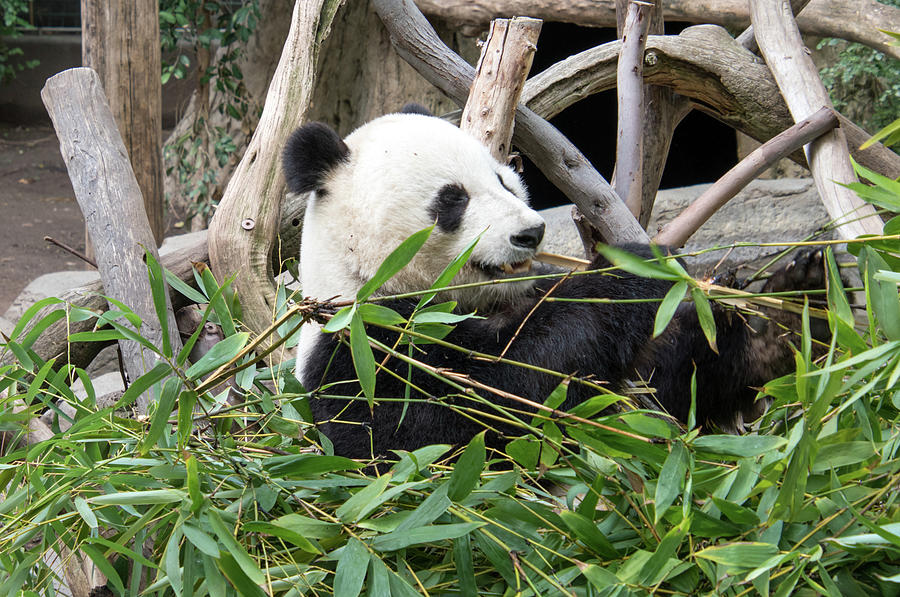 Bamboo Panda Photograph