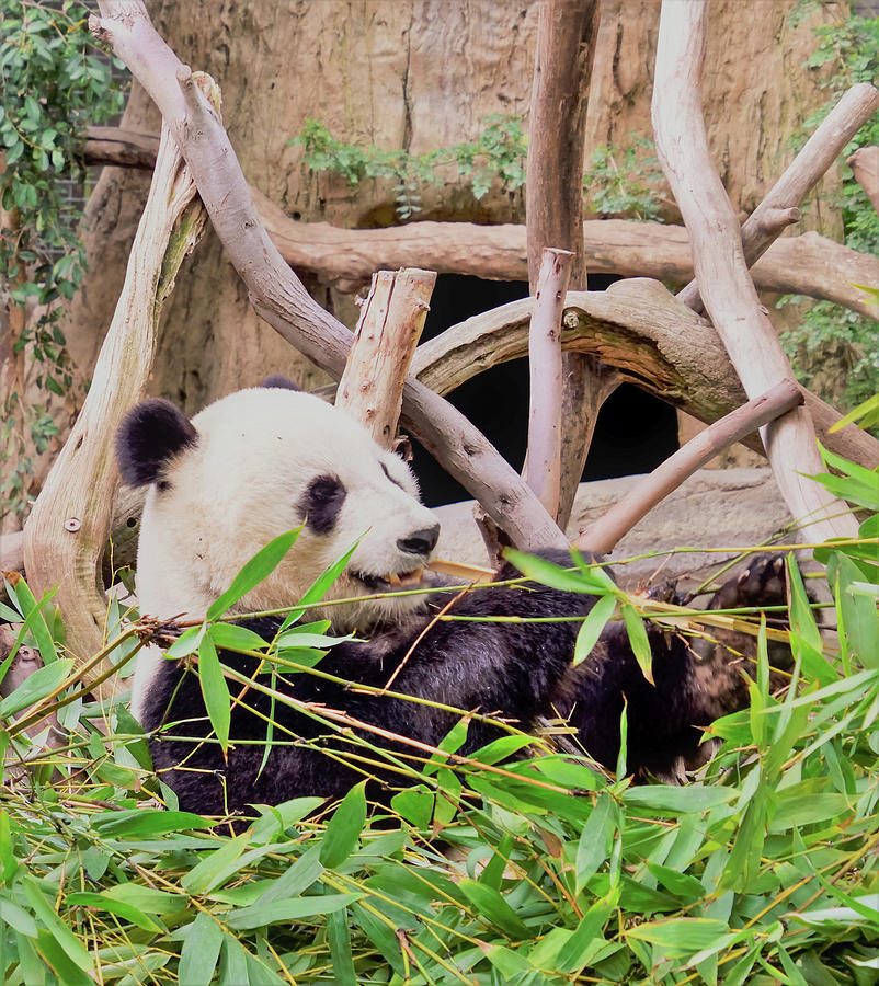 Bamboo Panda II Photograph by Christina McGoran