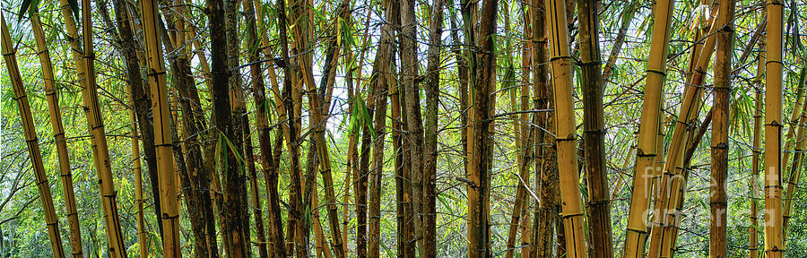 Bamboo Panorama Photograph by Felix Lai