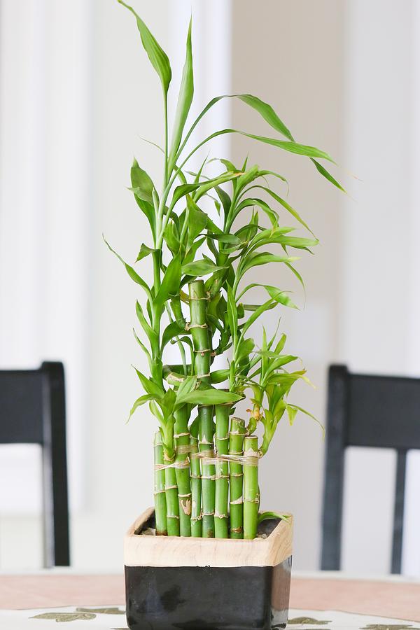 Bamboo plant indoor Photograph by Daniela Duncan