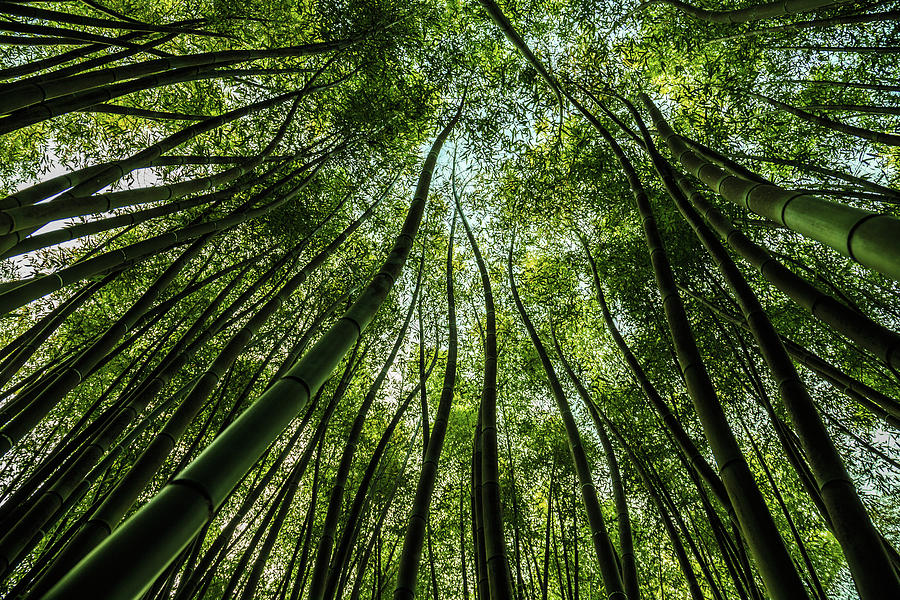 Bamboo plants Photograph by Fabiano Di Paolo