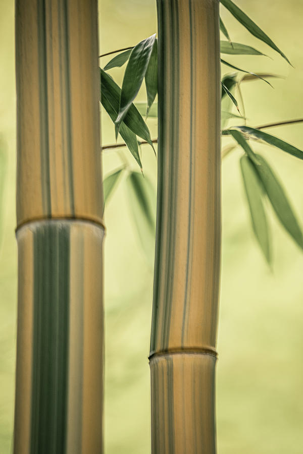 Bamboo Serenity Photograph by Don Schwartz