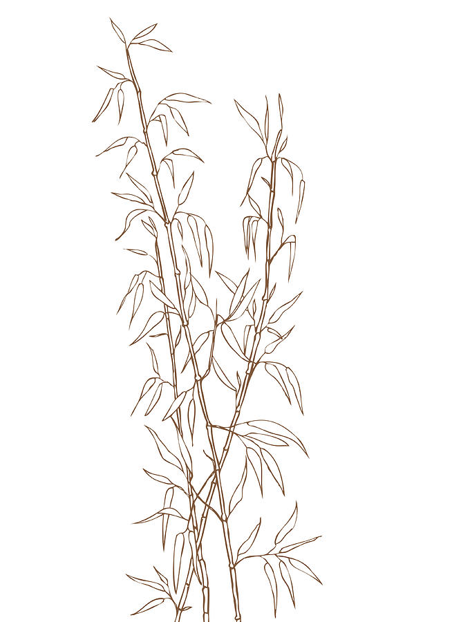 Bamboo shoots Drawing by Ursulamea
