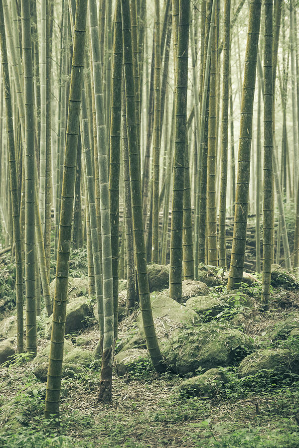Bamboo Silence Photograph by Alexander Kunz