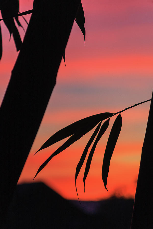 Bamboo silhouette Photograph by Jason KS Leung