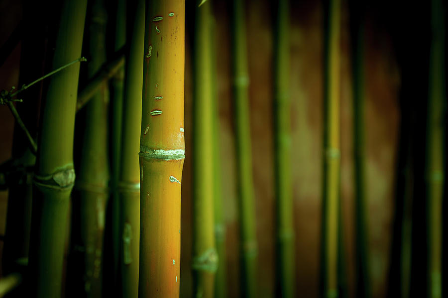 Bamboo stalk, close-up #2178.A.psd Photograph by Ross Elmi - Fine Art ...